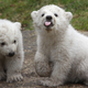 Illustration for article titled Climate Change Is Making It Harder for Polar Bears to Raise Babies